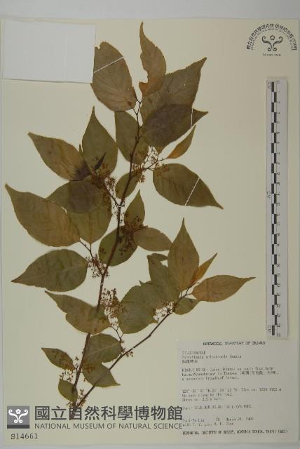 佩羅特木藏品圖，第1張