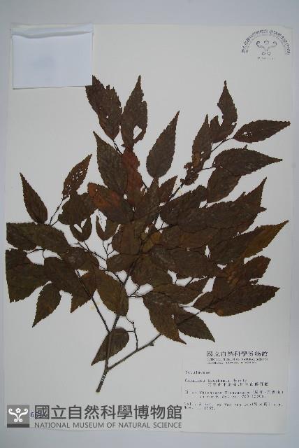 阿里山千金榆藏品圖，第1張