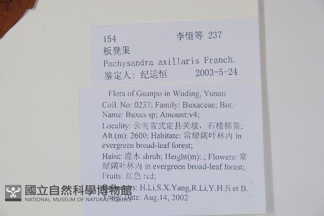 三角咪草藏品圖，第2張