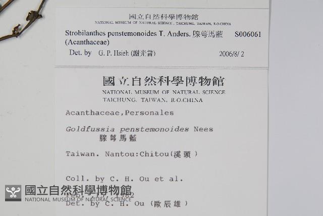 曲莖馬藍藏品圖，第2張