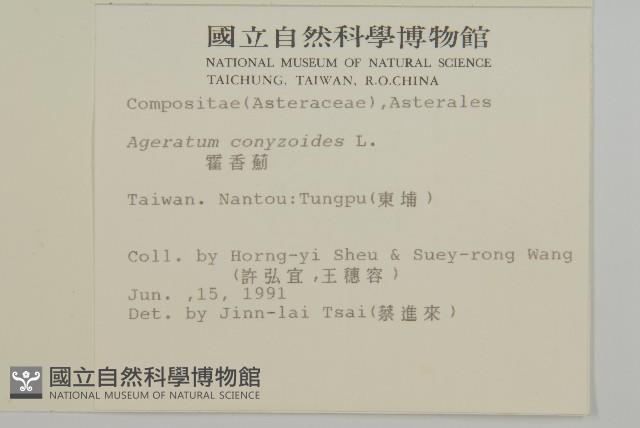 霍香薊藏品圖，第2張