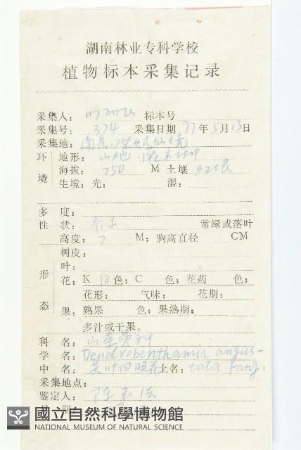 尖葉四照花藏品圖，第2張