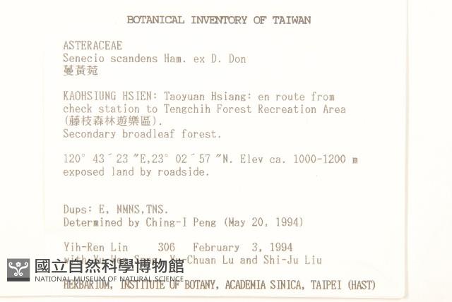 蔓黃菀藏品圖，第2張