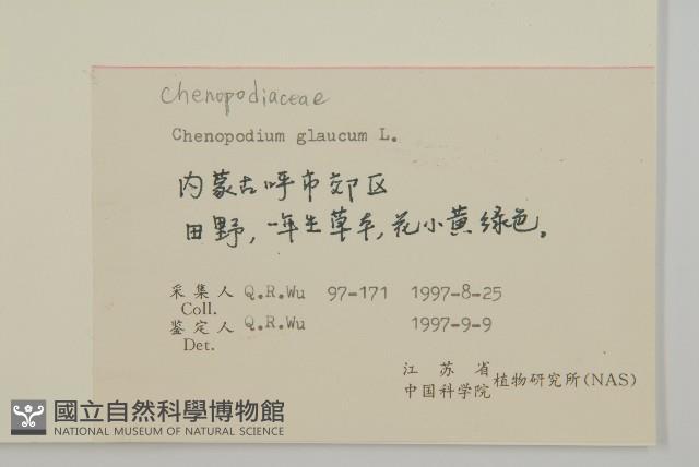 灰綠藜藏品圖，第2張