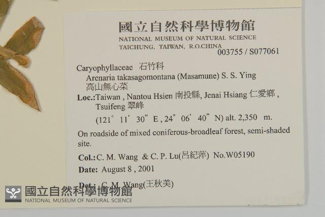 高山無心菜藏品圖，第2張