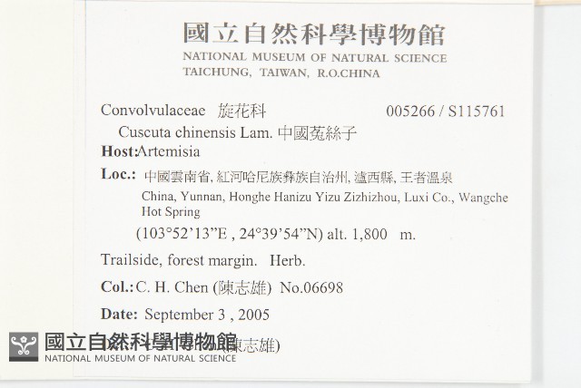 中國菟絲子藏品圖，第2張