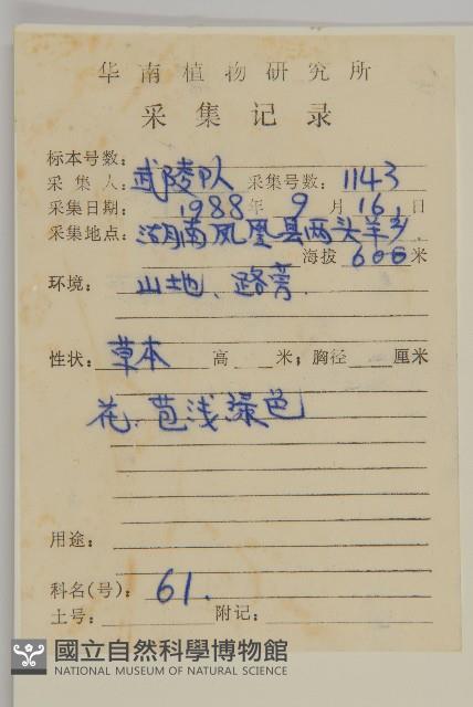 藜、灰藜藏品圖，第2張