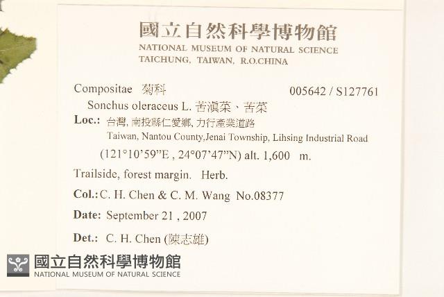 苦滇菜、苦菜藏品圖，第2張