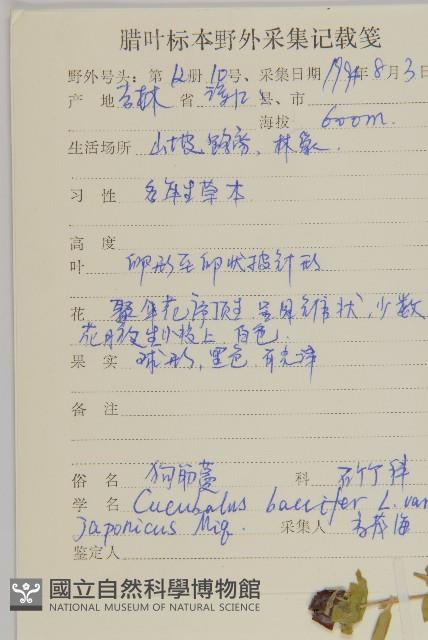 狗筋蔓藏品圖，第2張