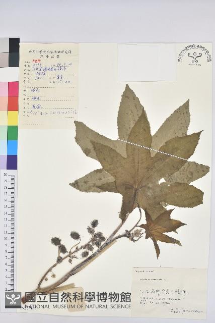 蓖麻藏品圖，第1張