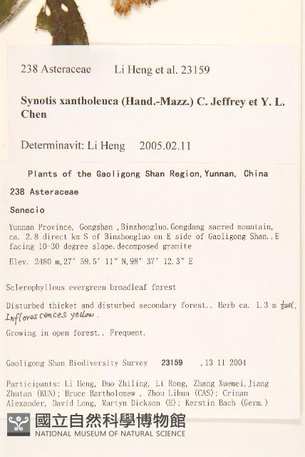 黃白尾藥菊藏品圖，第2張