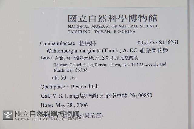 細葉蘭花參藏品圖，第2張