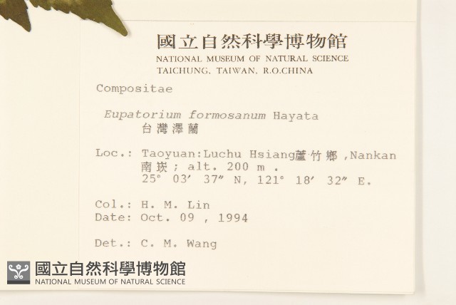 臺灣澤蘭藏品圖，第2張