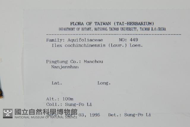 革葉冬青藏品圖，第2張