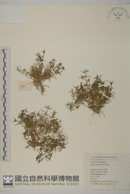 瓜槌草、漆姑草藏品圖，第1張