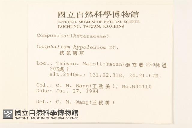 秋鼠麴草藏品圖，第2張