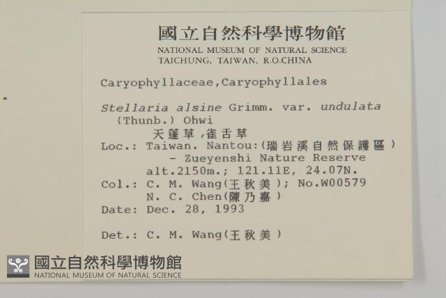 天蓬草、雀舌草藏品圖，第2張