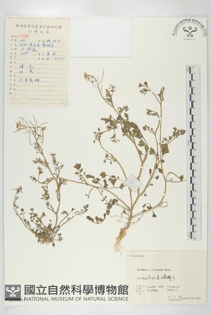 焊菜藏品圖，第1張