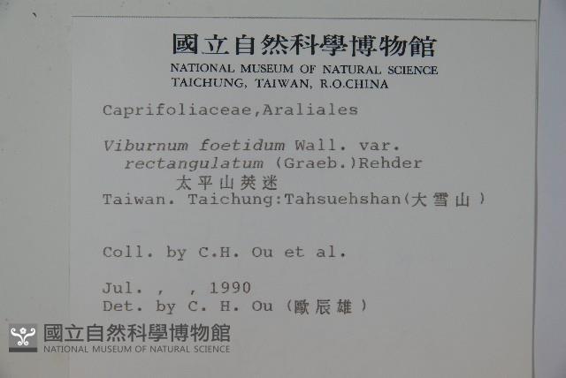 狹葉莢迷藏品圖，第2張