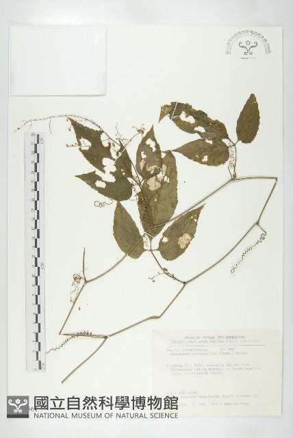 絞股藍藏品圖，第1張