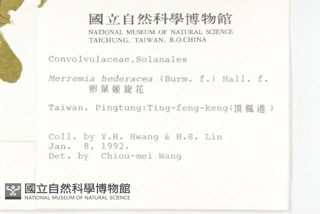 菜欒藤藏品圖，第2張