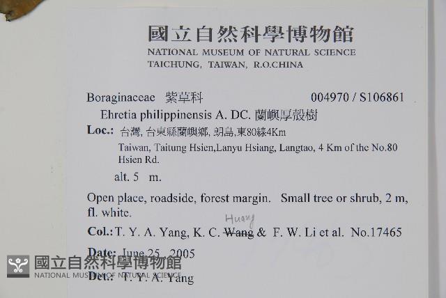 蘭嶼厚殼樹藏品圖，第5張