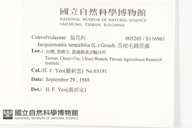 長梗毛娥房藤藏品圖，第2張