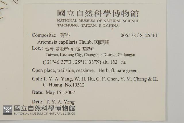 茵蔯蒿藏品圖，第2張