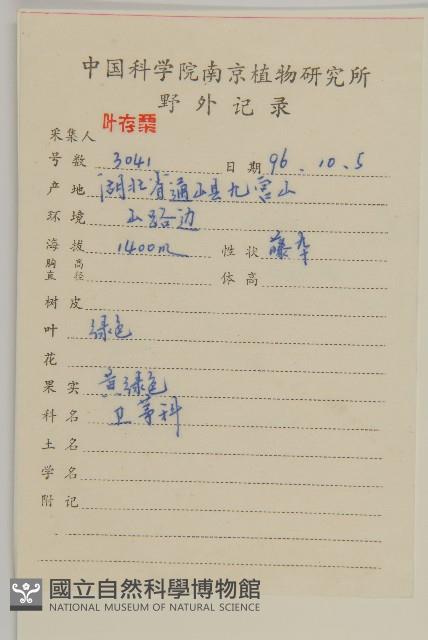 哥蘭葉藏品圖，第2張