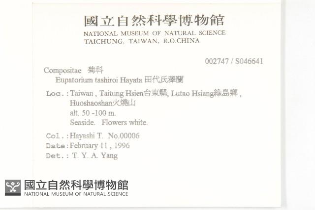 田代氏澤蘭藏品圖，第2張