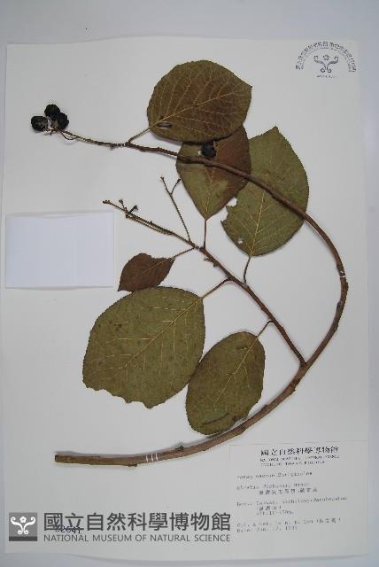 破布烏藏品圖，第1張