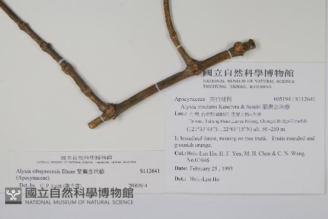 蘭嶼念珠藤藏品圖，第2張