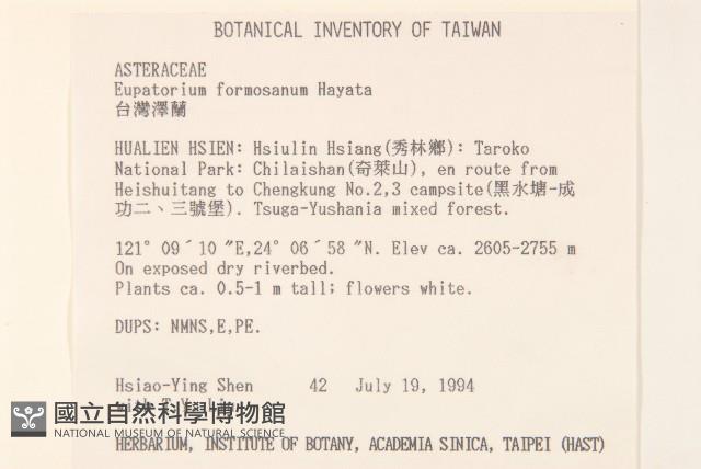 臺灣澤蘭藏品圖，第2張