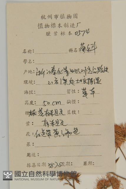 琴葉紫菀藏品圖，第2張