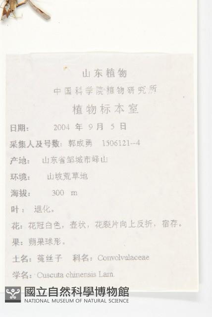 中國菟絲子藏品圖，第2張