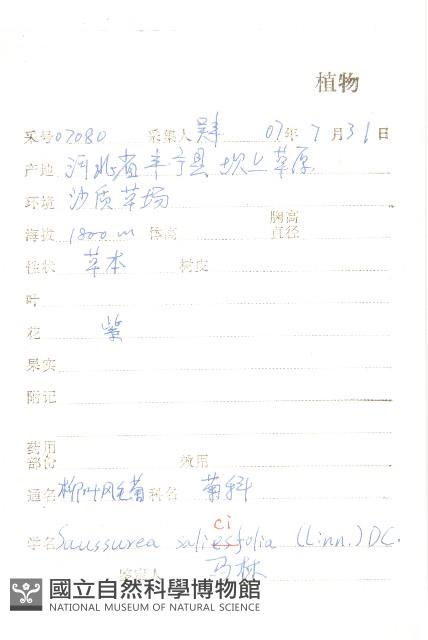 柳葉鳳毛菊藏品圖，第2張