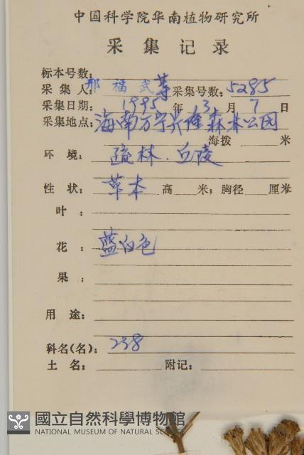 香澤蘭、飛機草藏品圖，第2張