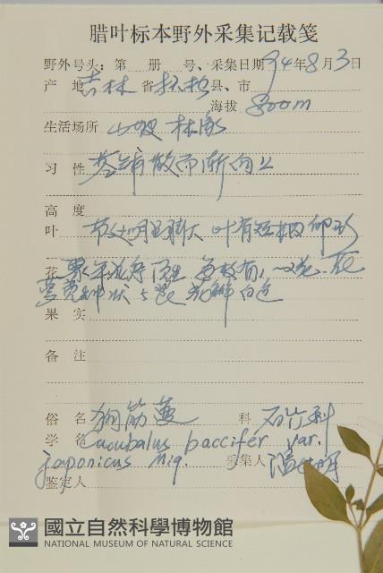 狗筋蔓藏品圖，第2張