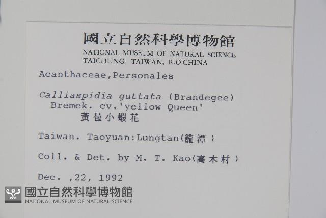 黃苞小蝦花藏品圖，第2張