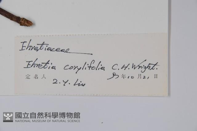 西南粗糠樹藏品圖，第2張