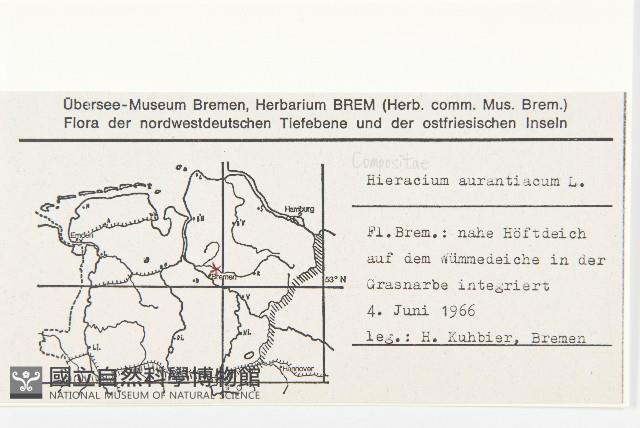 桔黃山柳菊藏品圖，第2張