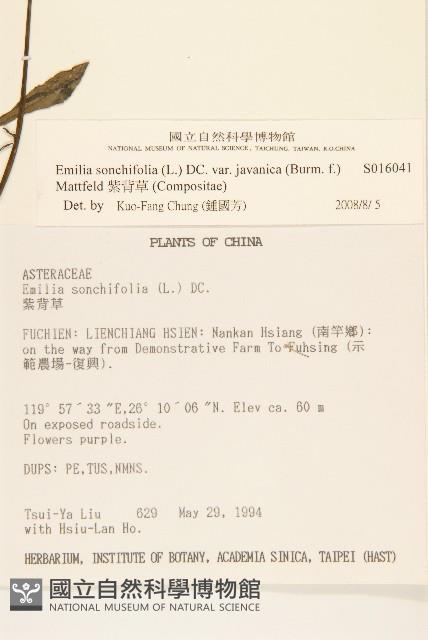 紫背草藏品圖，第2張