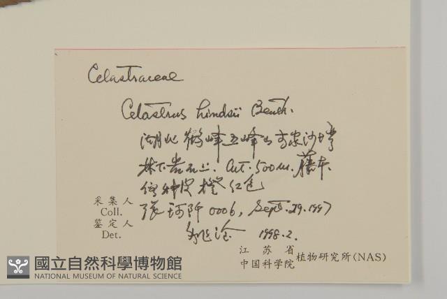 南華南蛇藤，青江藤藏品圖，第2張