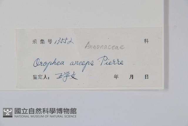 廣西野獨活藏品圖，第2張