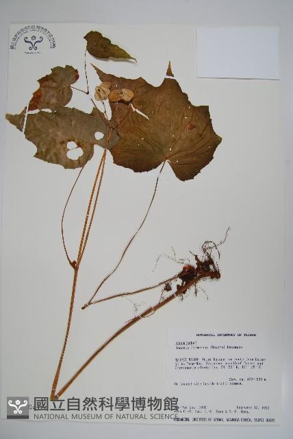 水鴨腳藏品圖，第1張