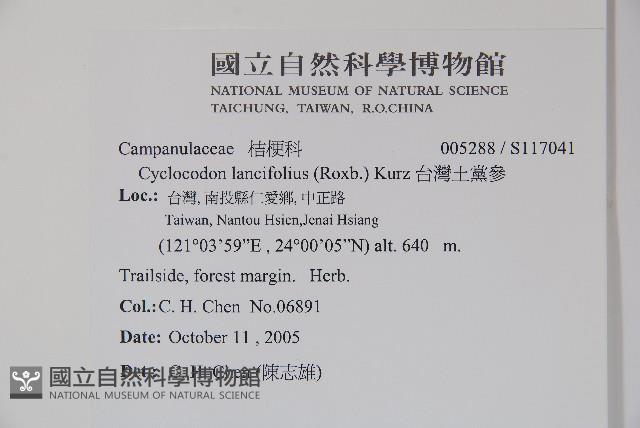 台灣土黨參藏品圖，第2張