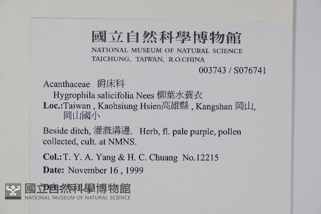 柳葉水蓑衣藏品圖，第2張