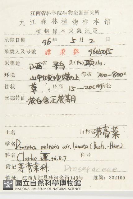 肉穗野牡丹藏品圖，第2張