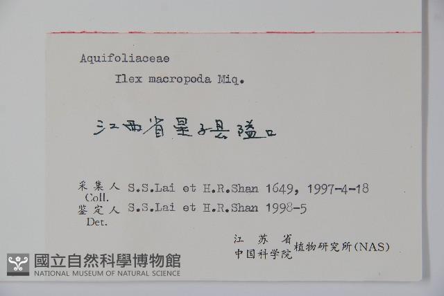 大柄冬青藏品圖，第2張