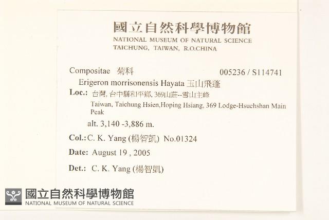 玉山飛蓬藏品圖，第2張